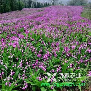 重庆协禾农业  重楼 白芨 半夏 天冬种苗种子培育基地图4