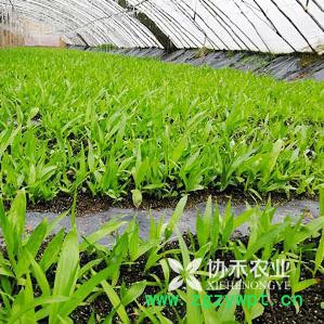 重庆协禾农业  重楼 白芨 半夏 天冬种苗种子培育基地图5