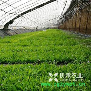 重庆协禾农业  重楼 白芨 半夏 天冬种苗种子培育基地图3