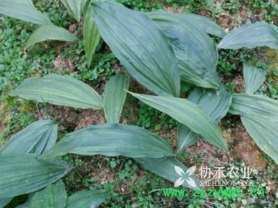 荒山空地种天冬药材，发财很简单图3