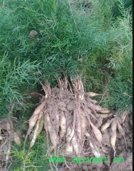 荒山空地种天冬药材，发财很简单图2