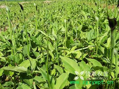 荒山空地种天冬药材，发财很简单图4