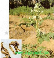 **天然独活油 免费提供10克样品