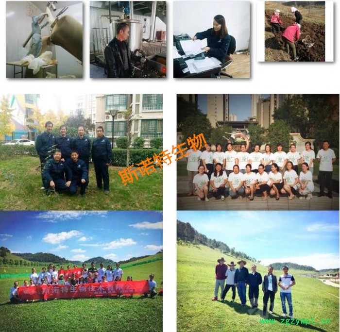 刺五加提取物  刺五加皂甙 水溶性刺五加粉  斯诺特生物图5