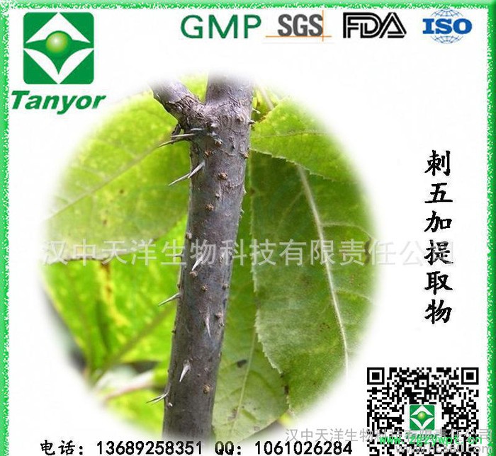 **供应刺五加提取物 刺五加甙图7