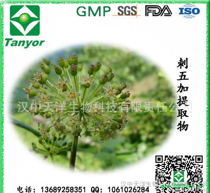 **供应刺五加提取物 刺五加甙图6