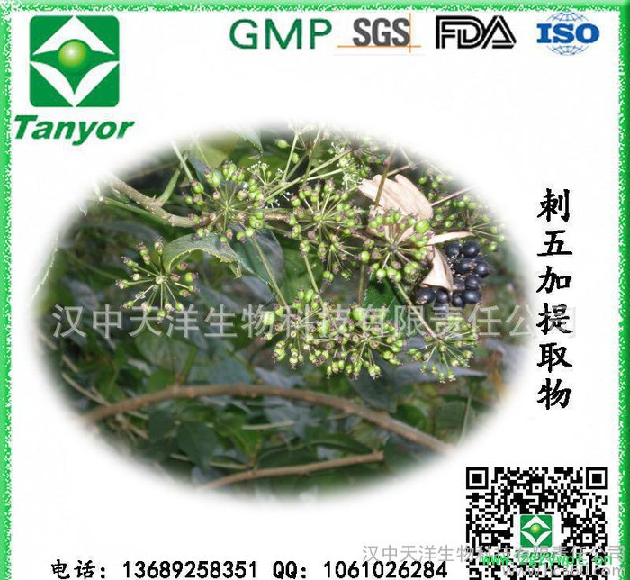 **供应刺五加提取物 刺五加甙图3
