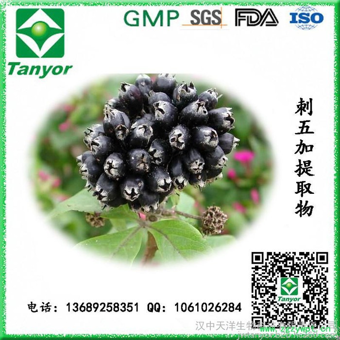 **供应刺五加提取物 刺五加甙图8