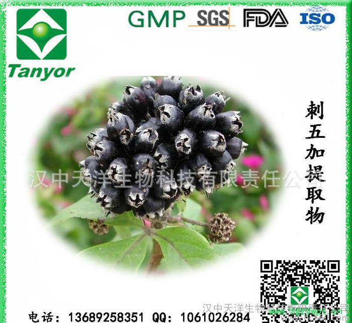 **供应刺五加提取物 刺五加甙图2