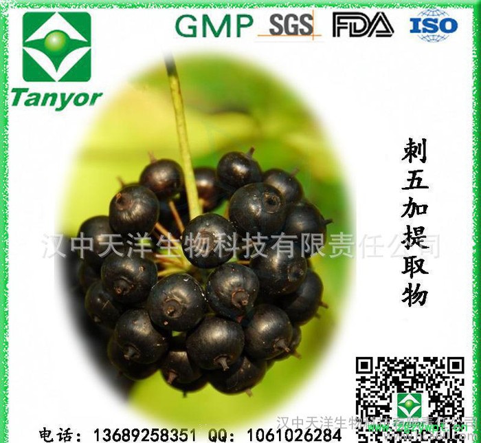 **供应刺五加提取物 刺五加甙图5