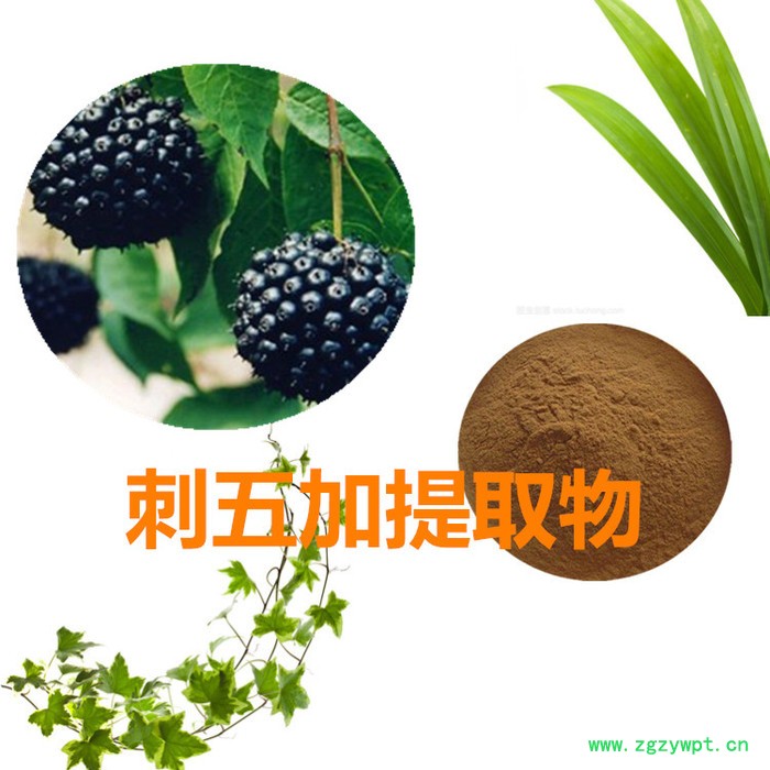 沃特莱斯 刺五加提取物10:1  刺五加粉 刺五加浸膏 刺五加速溶粉图2