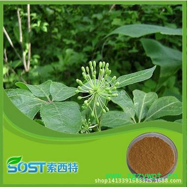 西安索西特 刺五加图3