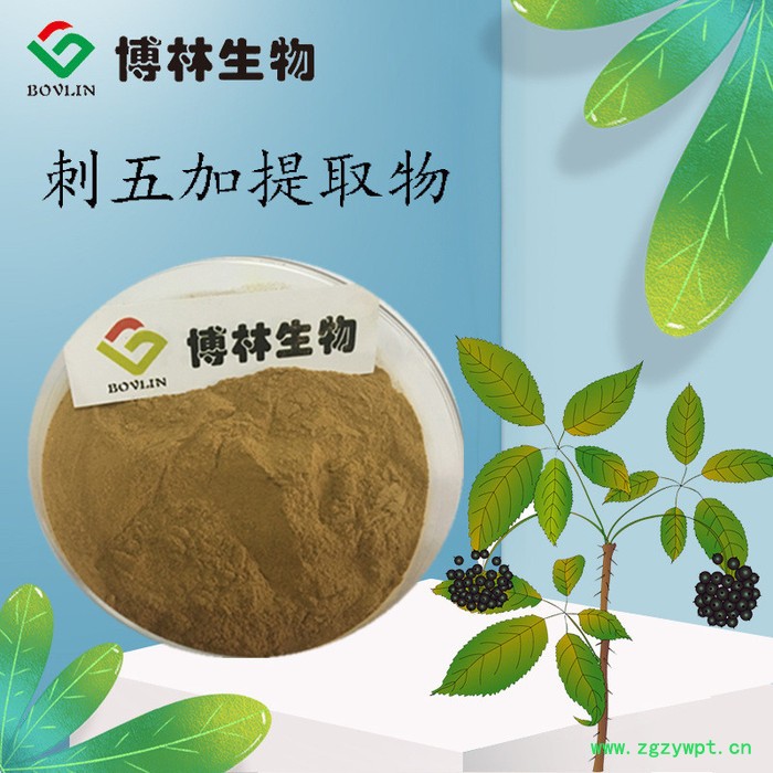 刺五加提取物10:1 刺五加甙0.8%-1.5% 刺五加粉 刺五加纯粉图3