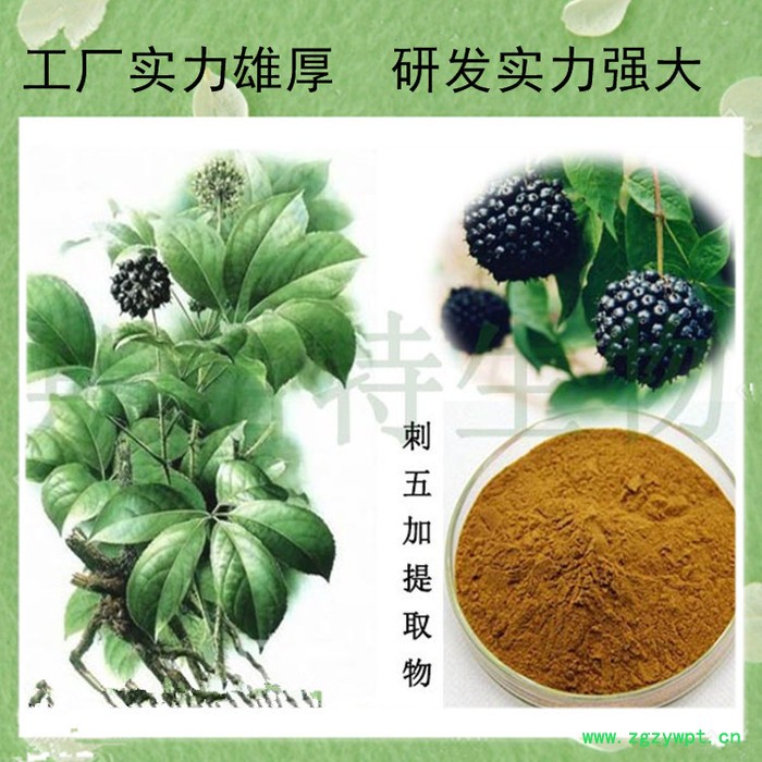 刺五加甙 刺五加提取物 刺五加皂甙5% 水溶性 刺五加粉图6