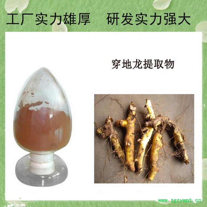 刺五加甙 刺五加提取物 刺五加皂甙5% 水溶性 刺五加粉图3