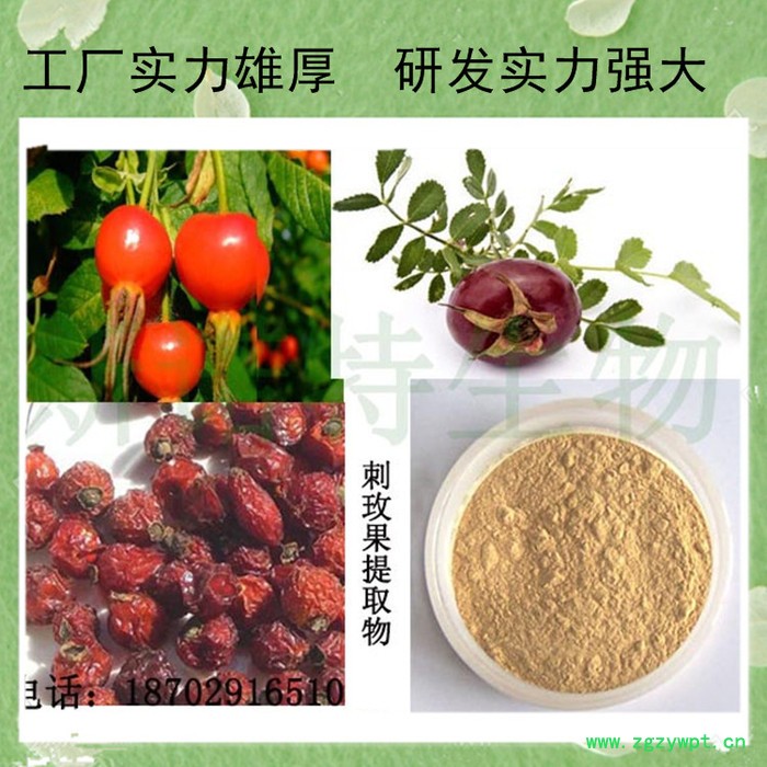 刺五加甙 刺五加提取物 刺五加皂甙5% 水溶性 刺五加粉图5