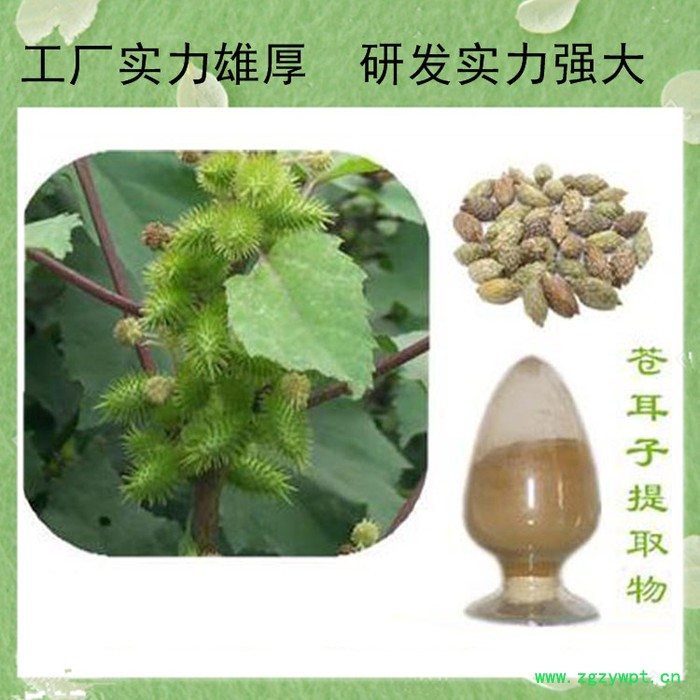 刺五加甙 刺五加提取物 刺五加皂甙5% 水溶性 刺五加粉图7