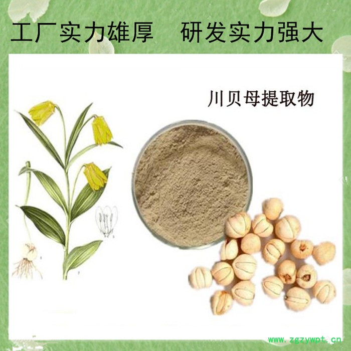 刺五加甙 刺五加提取物 刺五加皂甙5% 水溶性 刺五加粉图2