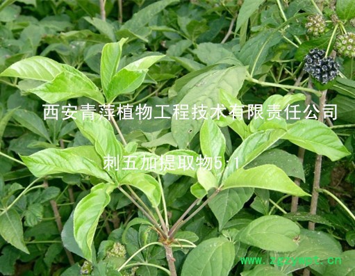 供应刺五加皂甙0.8% 标准含量 现货库存500公斤图4