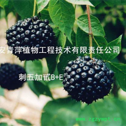 供应刺五加皂甙0.8% 标准含量 现货库存500公斤图3