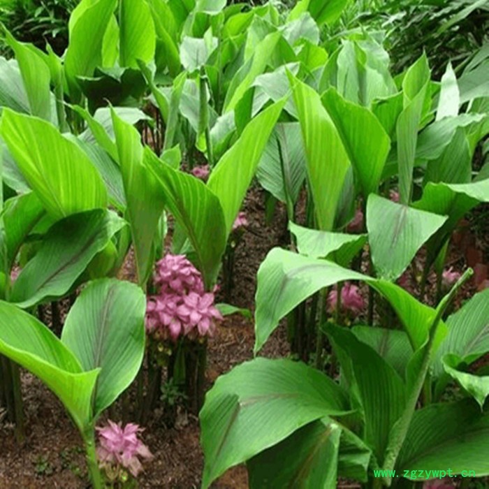 斯诺特 莪术喷雾干燥粉 莪术浸膏粉 厂家发货 水溶性原料粉图4