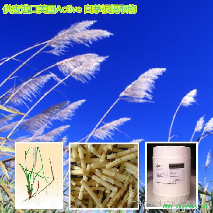 生物化工-植物提取物-批发供应进口美国Active 白茅根提取物  的补水锁水保湿成分图2