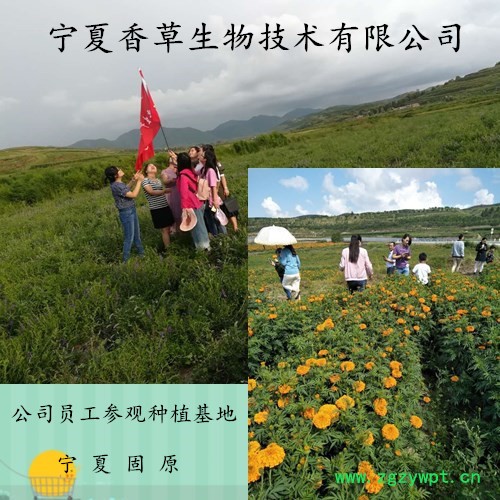 紫草素10% 香草生物供应紫草提取物 软紫草粉 硬紫草粉现货图2