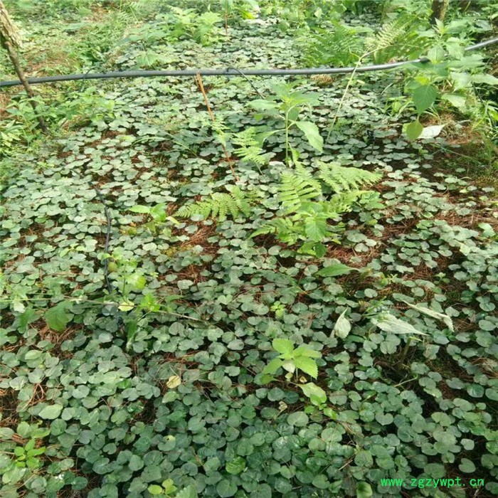 鑫燎三农 新品重楼苗 重楼种苗基地 七叶一枝花基地云南重楼苗价格图6