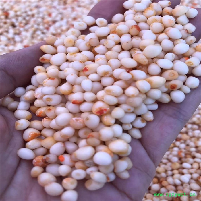 鑫燎三农 新品重楼苗 重楼种苗基地 七叶一枝花基地云南重楼苗价格图7