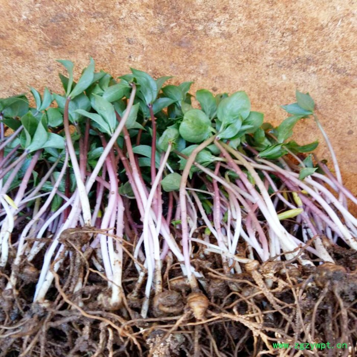 鑫燎三农 新品重楼苗 重楼种苗基地 七叶一枝花基地云南重楼苗价格图3