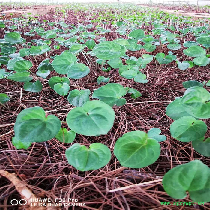 鑫燎三农 新品重楼苗 重楼种苗基地 七叶一枝花基地云南重楼苗价格图4