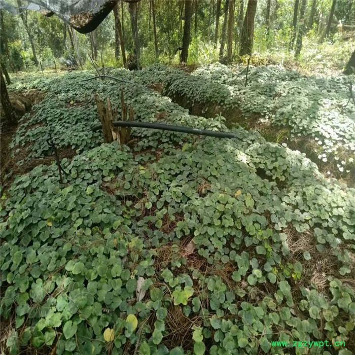 鑫燎三农 新品重楼苗 重楼种苗基地 七叶一枝花基地云南重楼苗价格图2