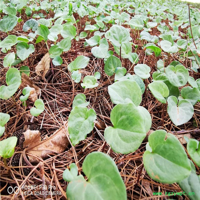 鑫燎三农 新品重楼苗   重楼种苗基地 七叶一枝花基地云南重楼苗价格图8