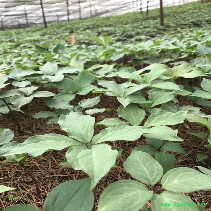 鑫燎三农 新品重楼苗 重楼种苗基地 七叶一枝花基地云南重楼苗价格图5