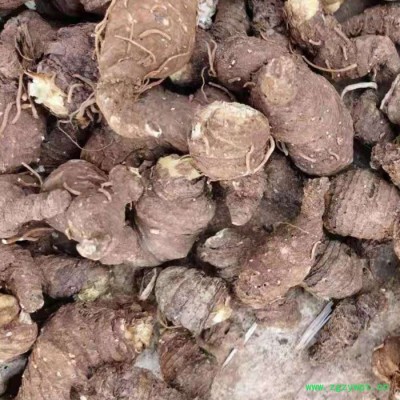 鑫燎三农 新品重楼苗   重楼种苗基地 七叶一枝花基地云南重楼苗价格