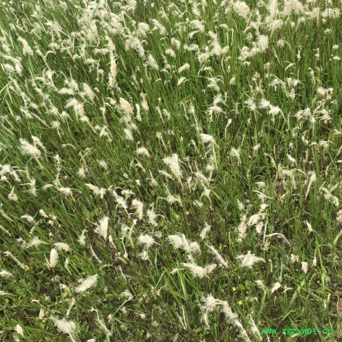 莲芳苑 白茅草批发 湿地绿化 白茅根草种苗图3