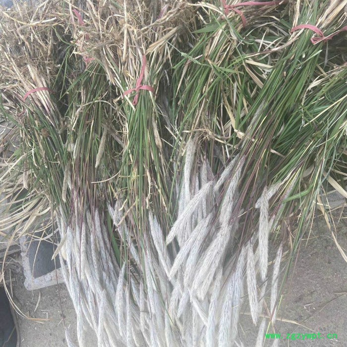 莲芳苑 白茅草批发 湿地绿化 白茅根草种苗图8