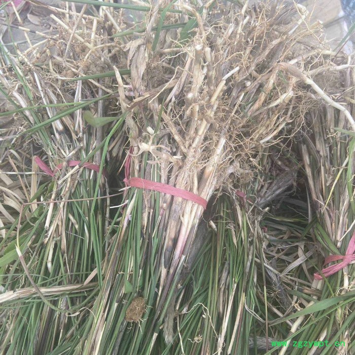 莲芳苑 白茅草批发 湿地绿化 白茅根草种苗图6