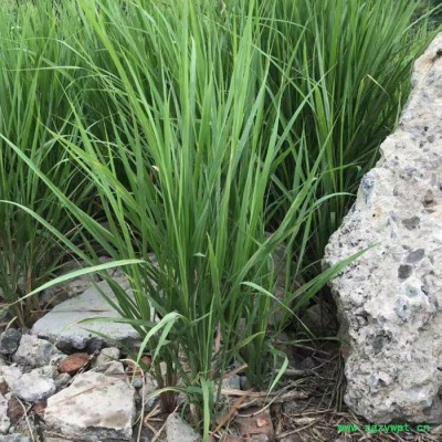 莲芳苑 白茅草批发 湿地绿化 白茅根草种苗