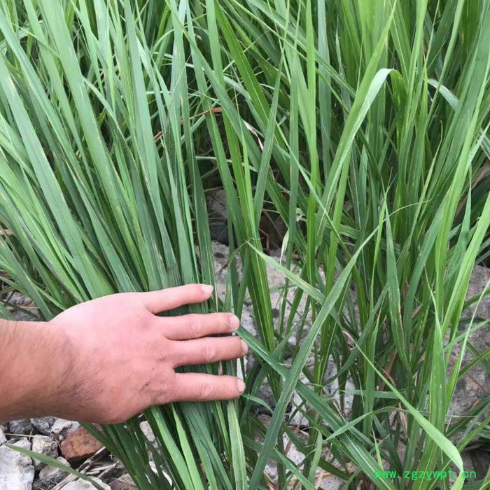 莲芳苑 白茅草批发 湿地绿化 白茅根草种苗图5
