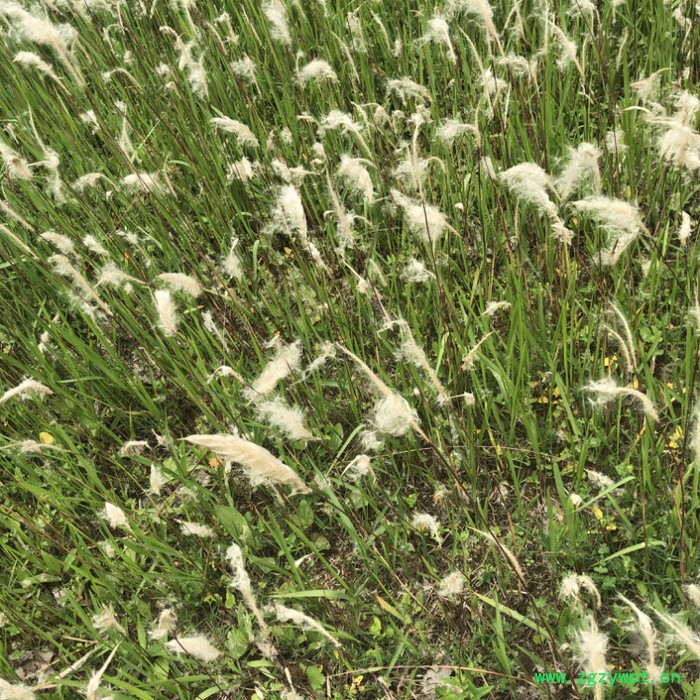莲芳苑 白茅草批发 湿地绿化 白茅根草种苗图2