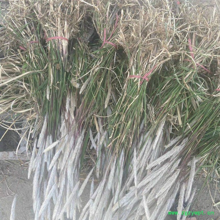 莲芳苑 白茅草批发 湿地绿化 白茅根草种苗图7