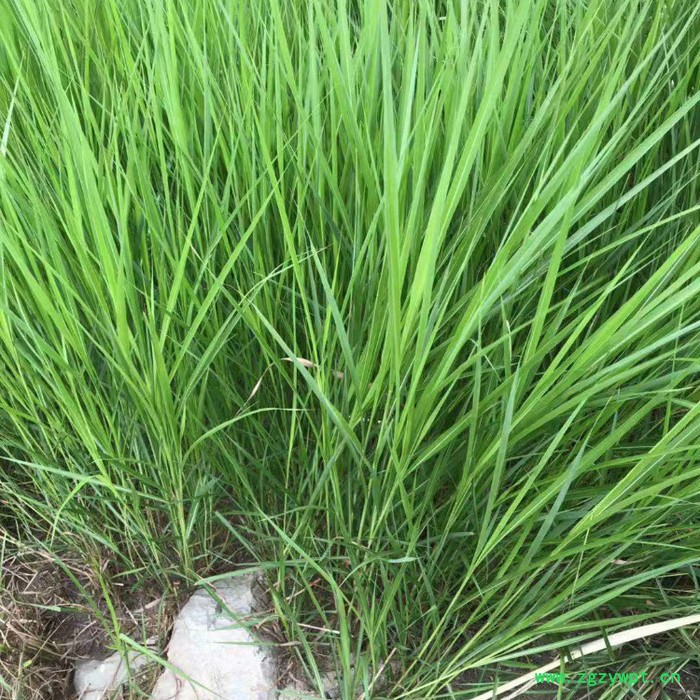 莲芳苑 白茅草批发 湿地绿化 白茅根草种苗图4
