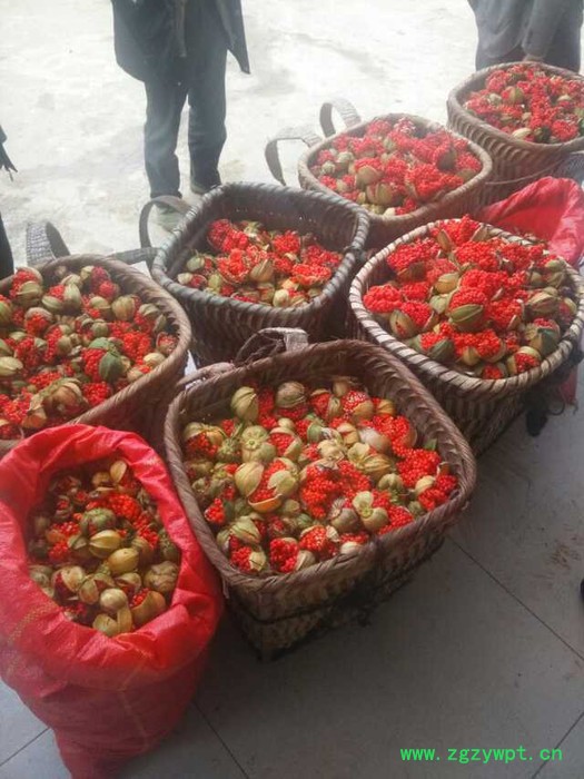 奇草荟 七叶一枝花图2