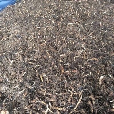 奇草荟 七叶一枝花