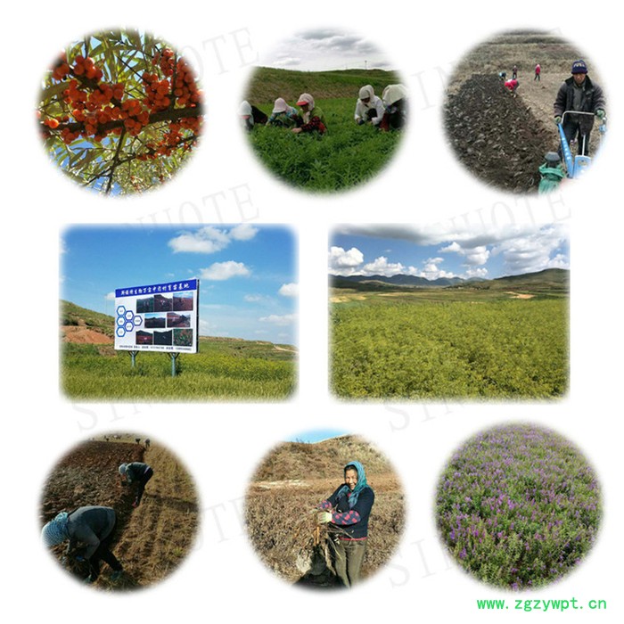 斯诺特 鲜白茅根粉 鲜白茅根速溶粉 厂家供应 包邮图5