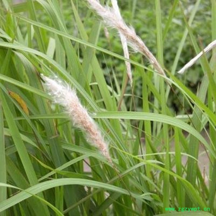 斯诺特 鲜白茅根浸膏粉 鲜白茅根喷雾干燥粉 药食同源 生产厂家图8