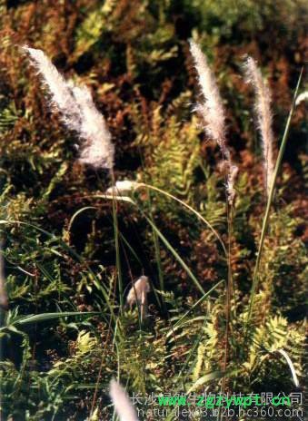 植物提取物厂家供应白茅根提取物植物提取物图2