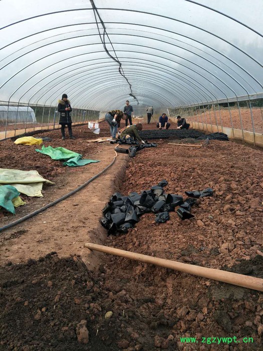 创新农业 三叶青