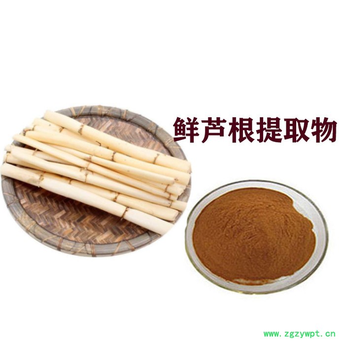鲜芦根提取物  鲜芦根粉   浸膏粉图3